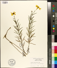 Coreopsis delphiniifolia image