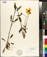 Coreopsis lanceolata image