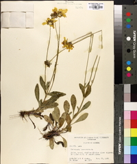 Coreopsis lanceolata image