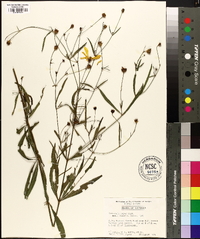 Coreopsis major image