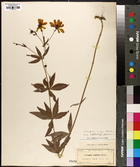 Coreopsis major image