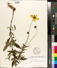 Coreopsis pubescens image