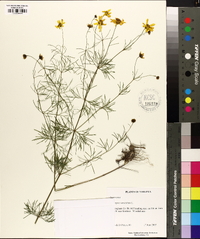 Coreopsis verticillata image