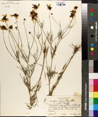 Coreopsis basalis image