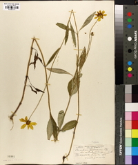 Coreopsis pubescens image