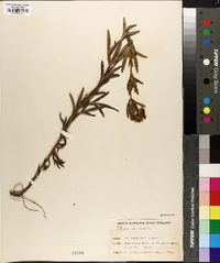 Coreopsis palmata image