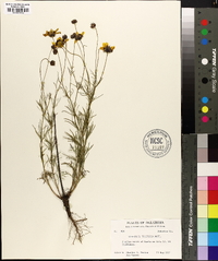 Coreopsis tinctoria image