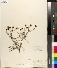 Coreopsis trichosperma image