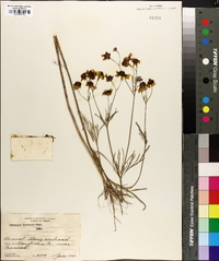 Coreopsis tinctoria image