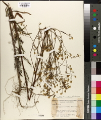 Croptilon divaricatum image