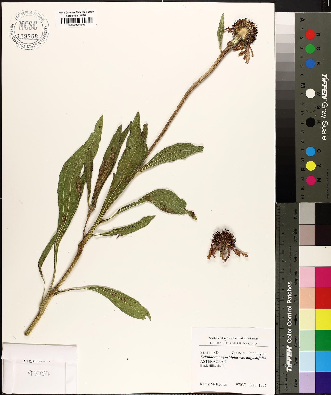 Echinacea angustifolia var. angustifolia image