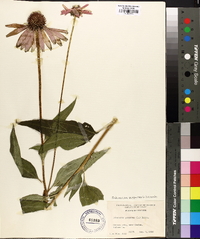 Echinacea purpurea image