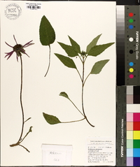 Echinacea purpurea image