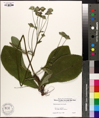 Elephantopus tomentosus image