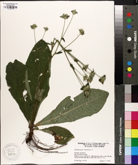 Elephantopus tomentosus image
