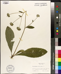 Elephantopus tomentosus image