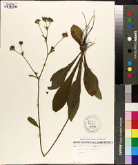 Elephantopus tomentosus image