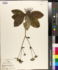 Elephantopus tomentosus image