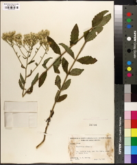 Eupatorium album image