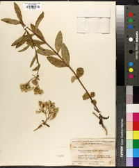 Eupatorium album image