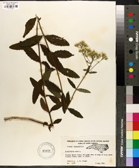 Eupatorium album image