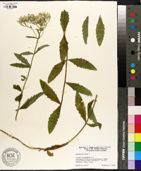 Eupatorium album image