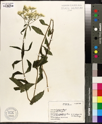 Eupatorium album image