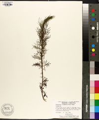 Eupatorium capillifolium image