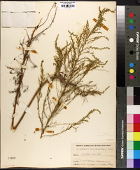Eupatorium capillifolium image