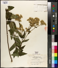 Eupatorium pilosum image