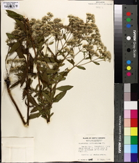 Eupatorium semiserratum image