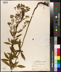 Eupatorium semiserratum image