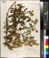 Eupatorium semiserratum image