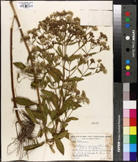 Eupatorium semiserratum image