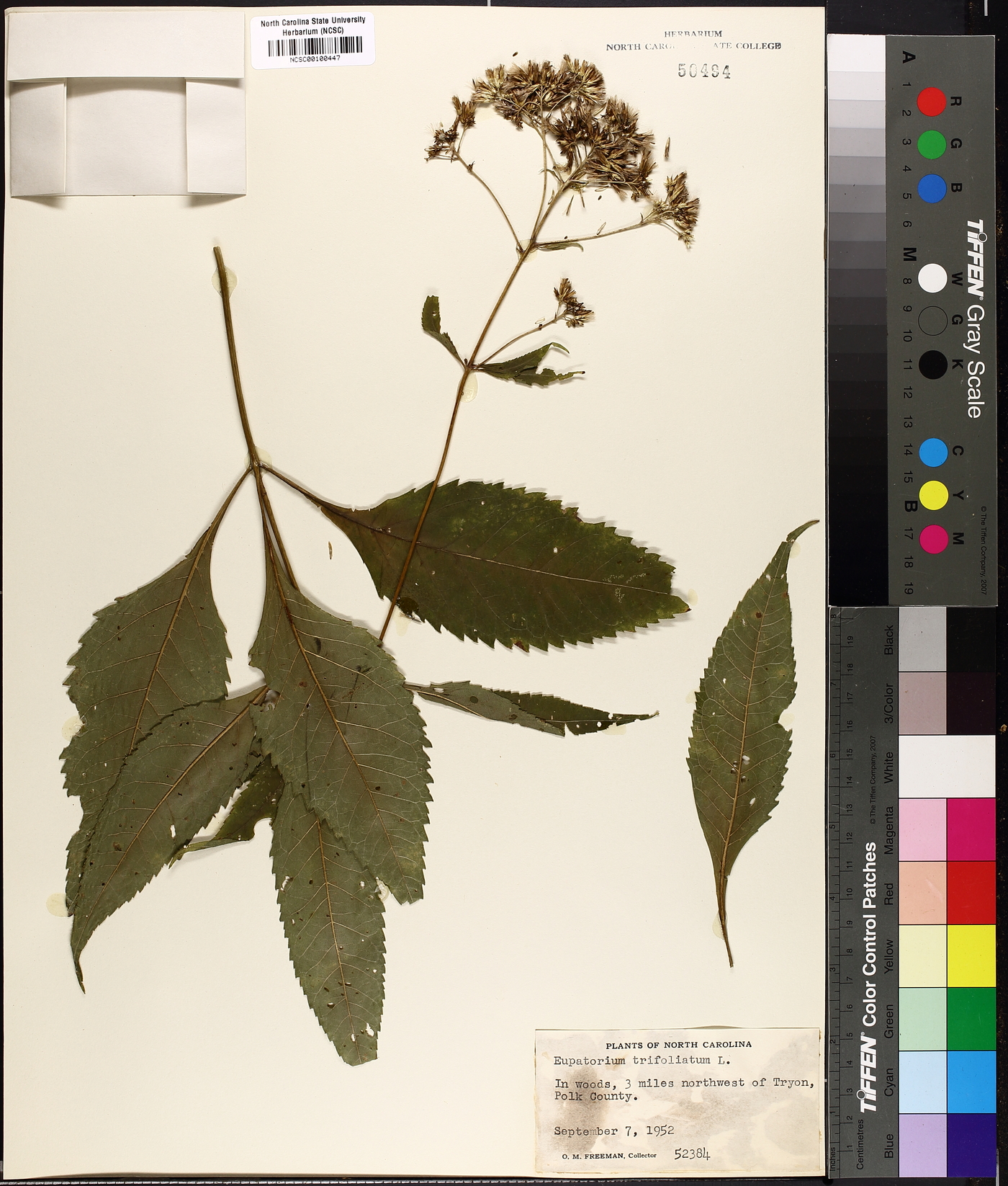 Eupatorium trifoliatum image