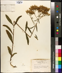 Eupatorium album image