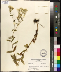 Eupatorium album image