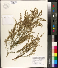 Eupatorium capillifolium image