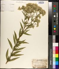 Eupatorium altissimum image