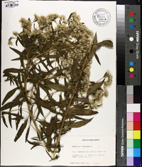 Eupatorium altissimum image