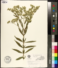 Eupatorium altissimum image