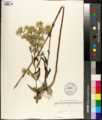 Eupatorium altissimum image