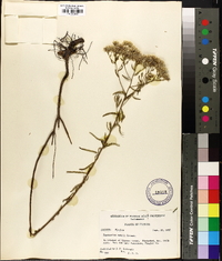 Eupatorium mohrii image