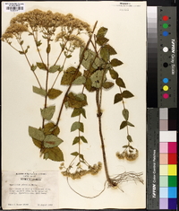 Eupatorium pubescens image