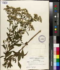 Eupatorium semiserratum image