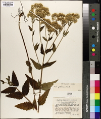 Eupatorium pilosum image