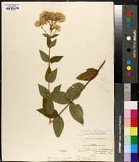 Eupatorium pubescens image