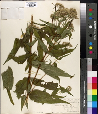 Eupatorium sessilifolium image