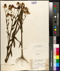 Helenium flexuosum image