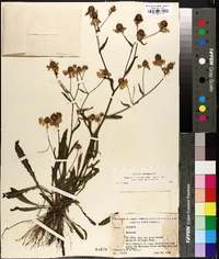 Helenium flexuosum image